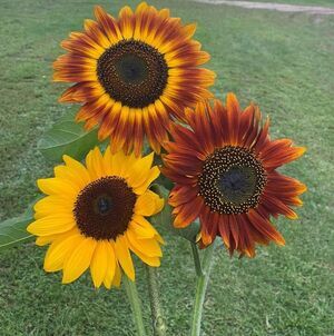 Meet your Posher, Doreen